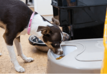 Pet Feeders